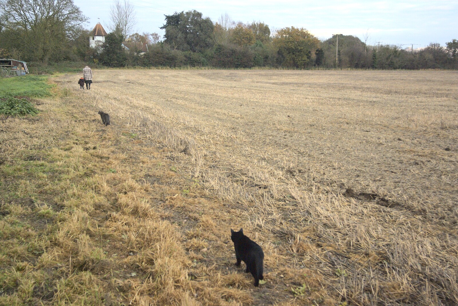Millie considers following us around the field from Apple Pressing and Amandine's Jazz, Diss, Norfolk - 21st November 2010