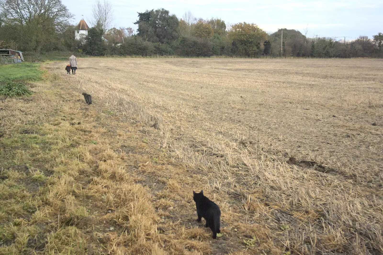 Millie considers following us around the field, from Apple Pressing and Amandine's Jazz, Diss, Norfolk - 21st November 2010