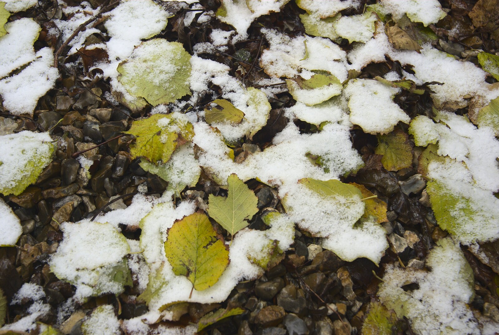 Snow on leaves from Apple Pressing and Amandine's Jazz, Diss, Norfolk - 21st November 2010