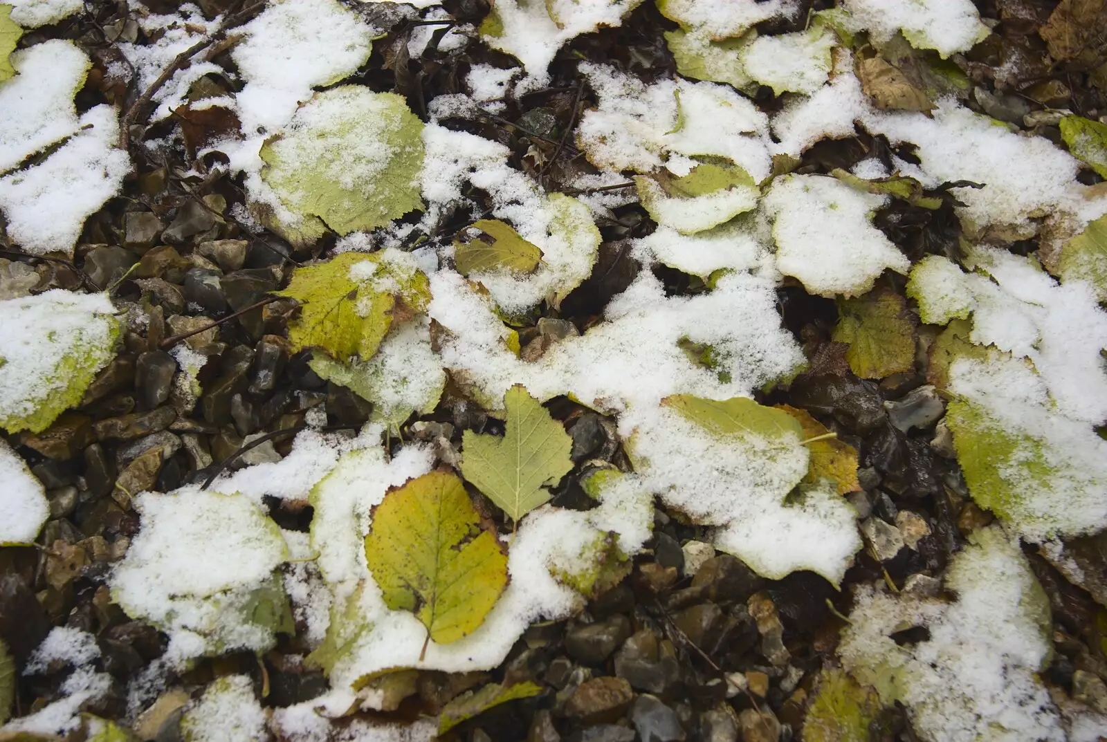 Snow on leaves, from Apple Pressing and Amandine's Jazz, Diss, Norfolk - 21st November 2010