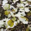 Snow on leaves, Apple Pressing and Amandine's Jazz, Diss, Norfolk - 21st November 2010