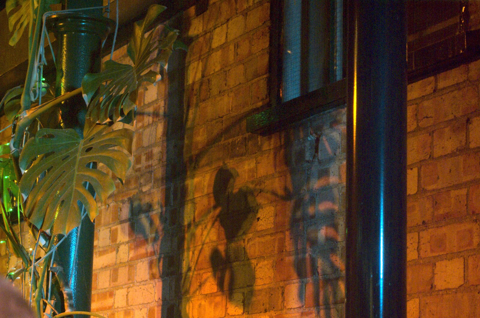 Swiss-cheese-plant shadows on the wall from Apple Pressing and Amandine's Jazz, Diss, Norfolk - 21st November 2010