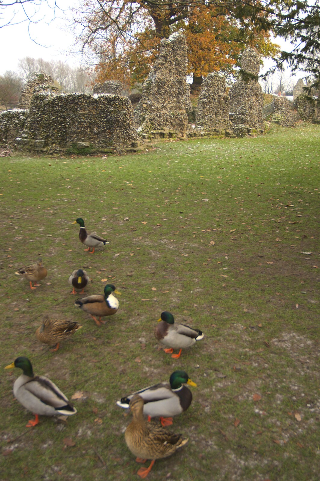 A Christmas Fair, Bury St. Edmunds, Suffolk - 28th November 2010: Ducks and abbey ruins in the park