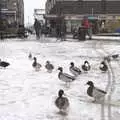 Ducks waddle around in the snow, Eye Lights and The BBs at The Barrel, Banham, Norfolk - 4th December 2010