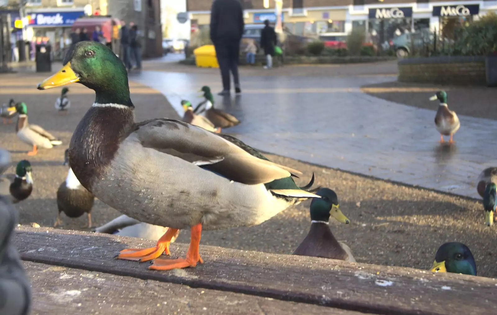 A duck, up close, from Ducks by the Mere, and Christmas Tree Decoration, Brome, Suffolk - 12th December 2010