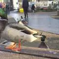 A duck, up close, Ducks by the Mere, and Christmas Tree Decoration, Brome, Suffolk - 12th December 2010