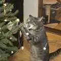 Boris eats the tree, Ducks by the Mere, and Christmas Tree Decoration, Brome, Suffolk - 12th December 2010