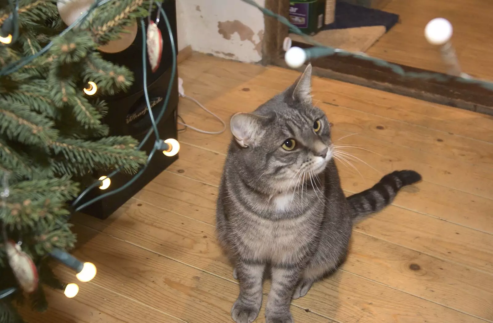 Boris looks at a tempting Christmas tree light, from Ducks by the Mere, and Christmas Tree Decoration, Brome, Suffolk - 12th December 2010