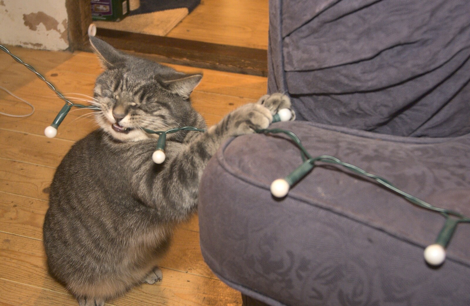 Boris - Stripey Cat - chews up the fairy lights from Ducks by the Mere, and Christmas Tree Decoration, Brome, Suffolk - 12th December 2010