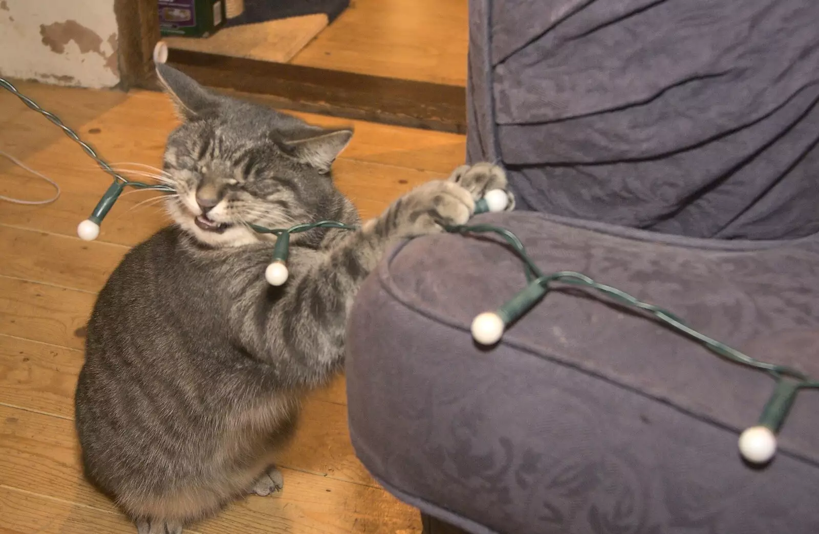 Boris - Stripey Cat - chews up the fairy lights, from Ducks by the Mere, and Christmas Tree Decoration, Brome, Suffolk - 12th December 2010