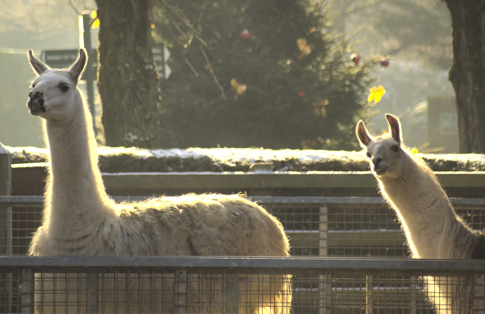 A pair of Llamas from Sledging, A Trip to the Zoo, and Thrandeston Carols, Diss and Banham, Norfolk - 20th December 2010