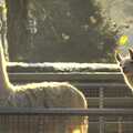 A pair of Llamas, Sledging, A Trip to the Zoo, and Thrandeston Carols, Diss and Banham, Norfolk - 20th December 2010