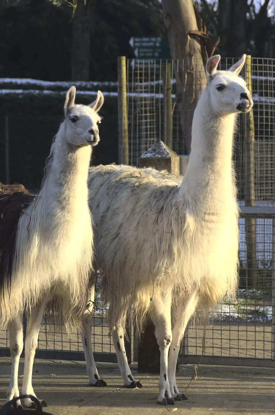 More llamas, from Sledging, A Trip to the Zoo, and Thrandeston Carols, Diss and Banham, Norfolk - 20th December 2010