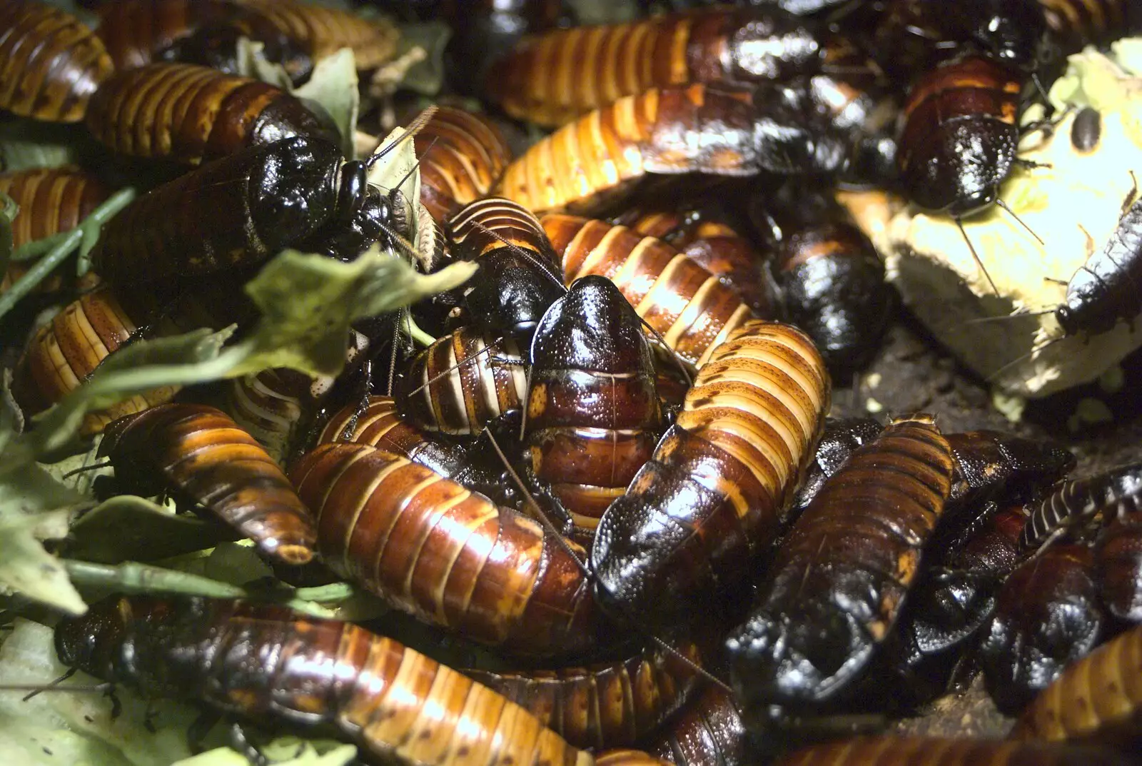 Hissing cockroaches, from Sledging, A Trip to the Zoo, and Thrandeston Carols, Diss and Banham, Norfolk - 20th December 2010