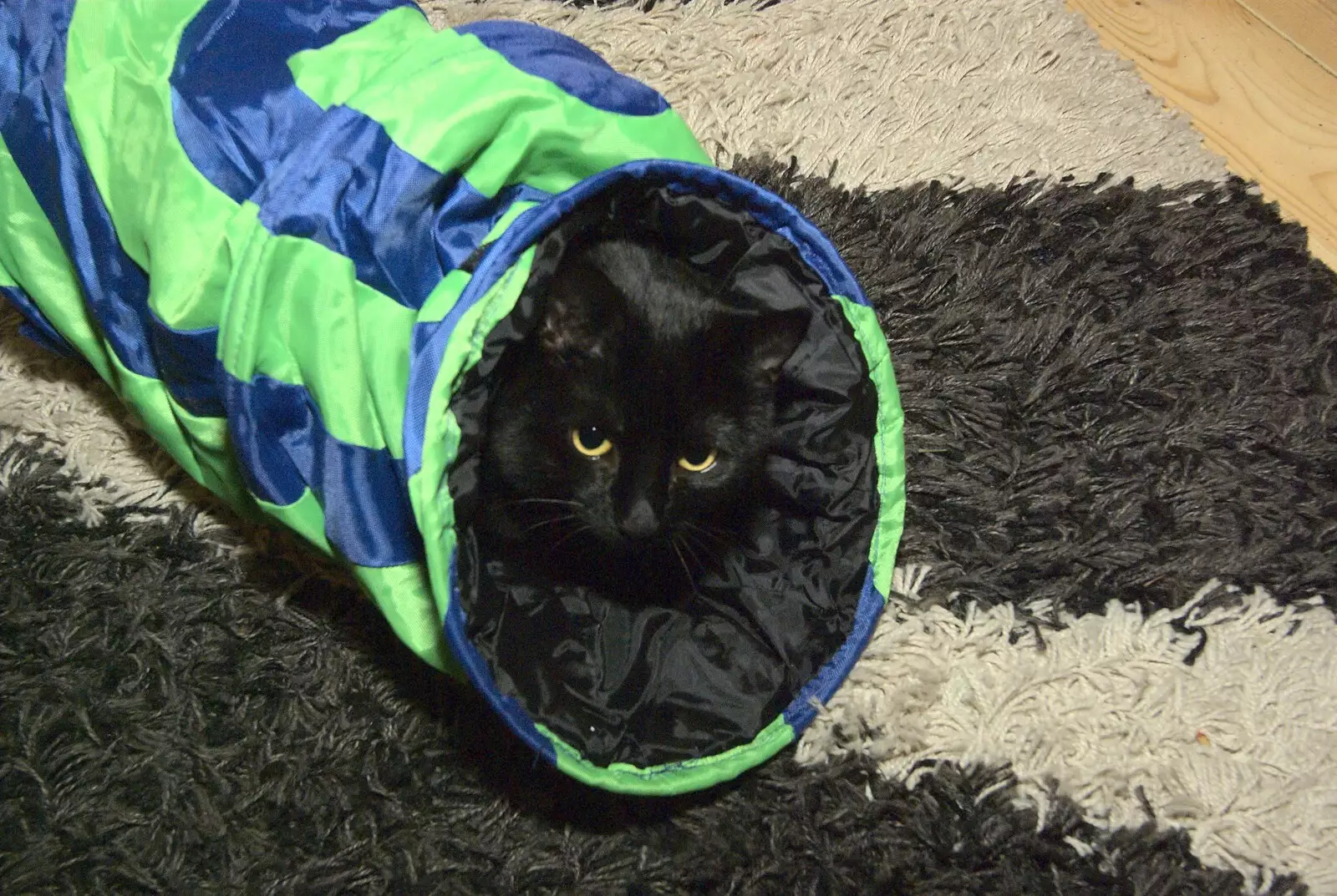 Millie tries out her 'Cat Fun Tunnel', from Christmas Day at the Swan Inn, and some Festive Trips, Brome, Knettishall and Norwich - 25th December 2010