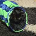 2010 Millie tries out her 'Cat Fun Tunnel'