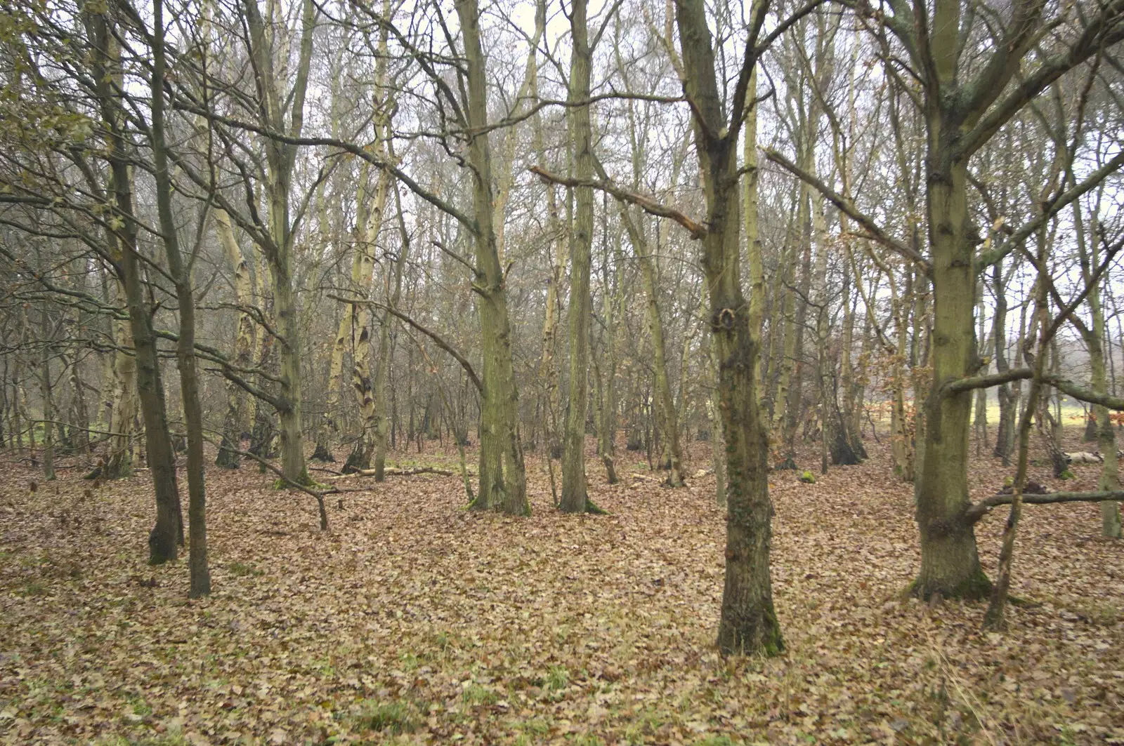 Winter trees, from Christmas Day at the Swan Inn, and some Festive Trips, Brome, Knettishall and Norwich - 25th December 2010