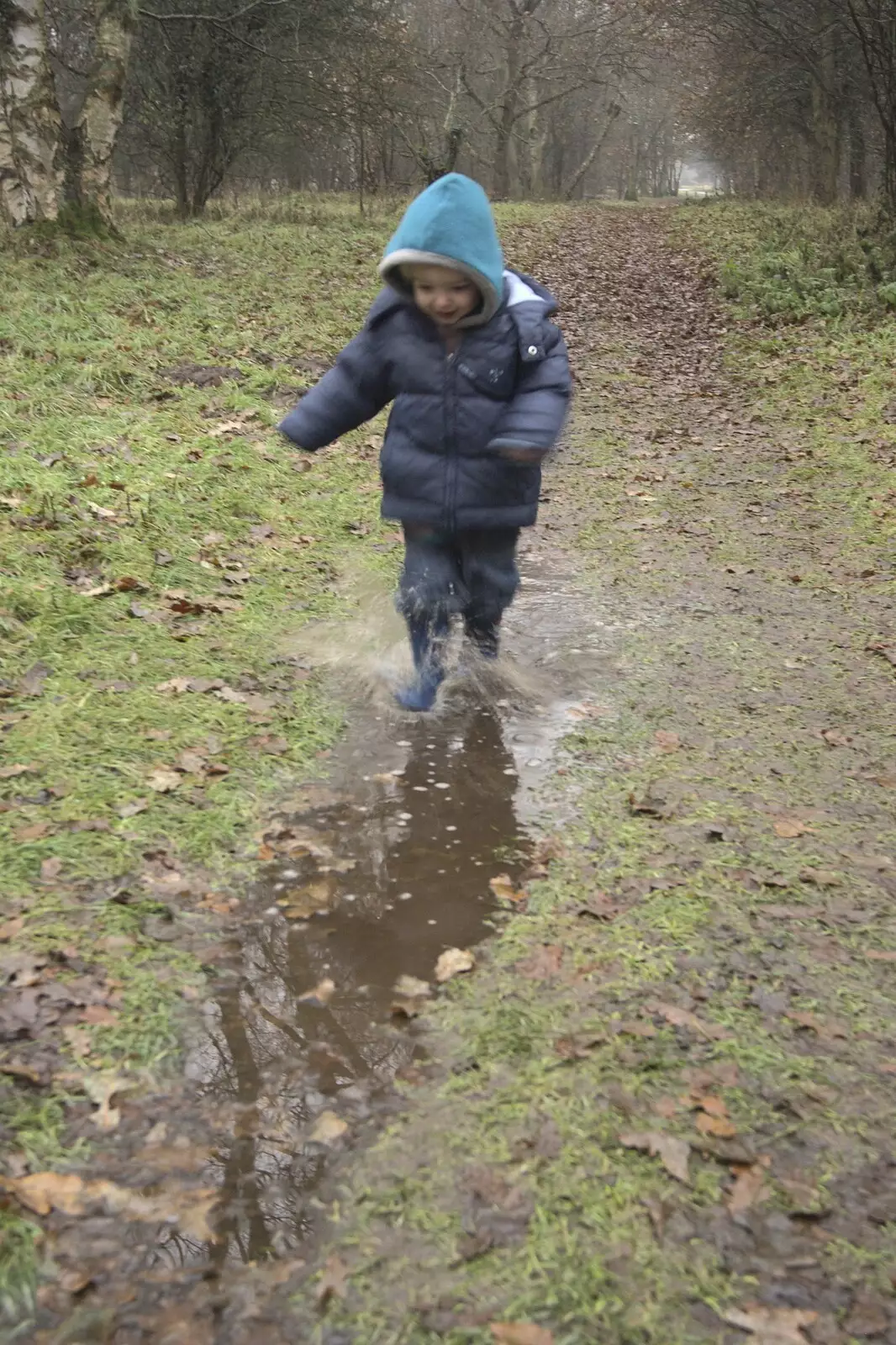 Fred enjoys splashing in puddles, from Christmas Day at the Swan Inn, and some Festive Trips, Brome, Knettishall and Norwich - 25th December 2010