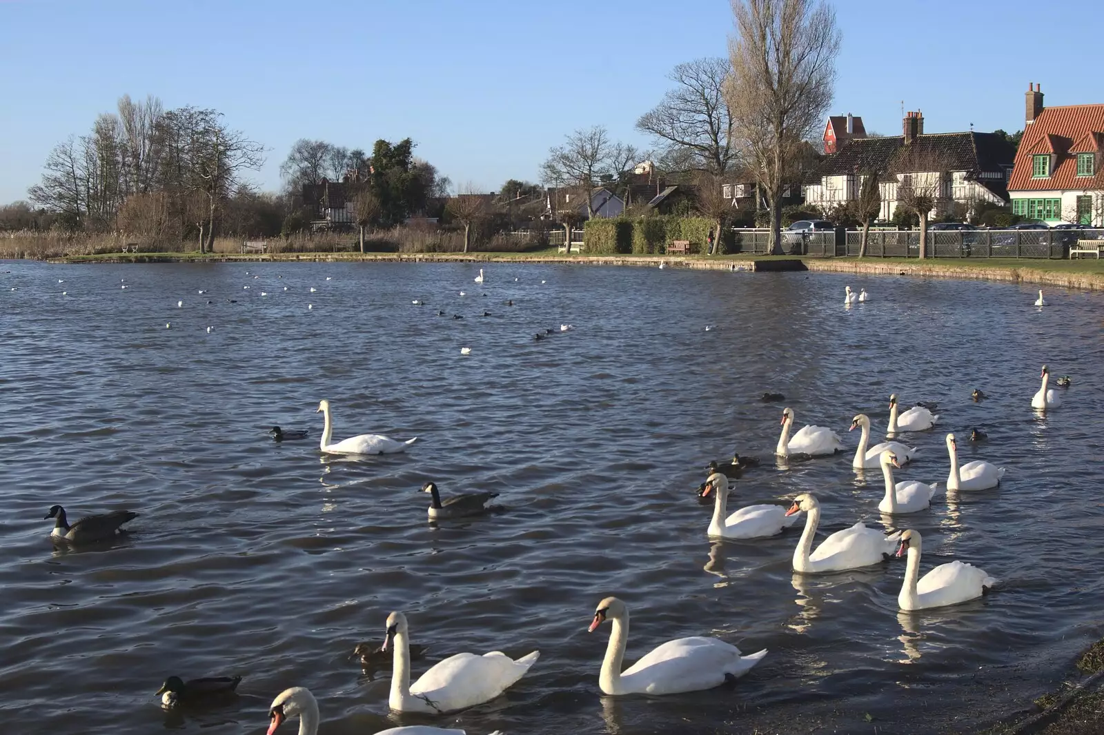 A bunch of swans, from A Trip to Thorpeness, Suffolk - 9th January 2011