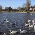 A bunch of swans, A Trip to Thorpeness, Suffolk - 9th January 2011