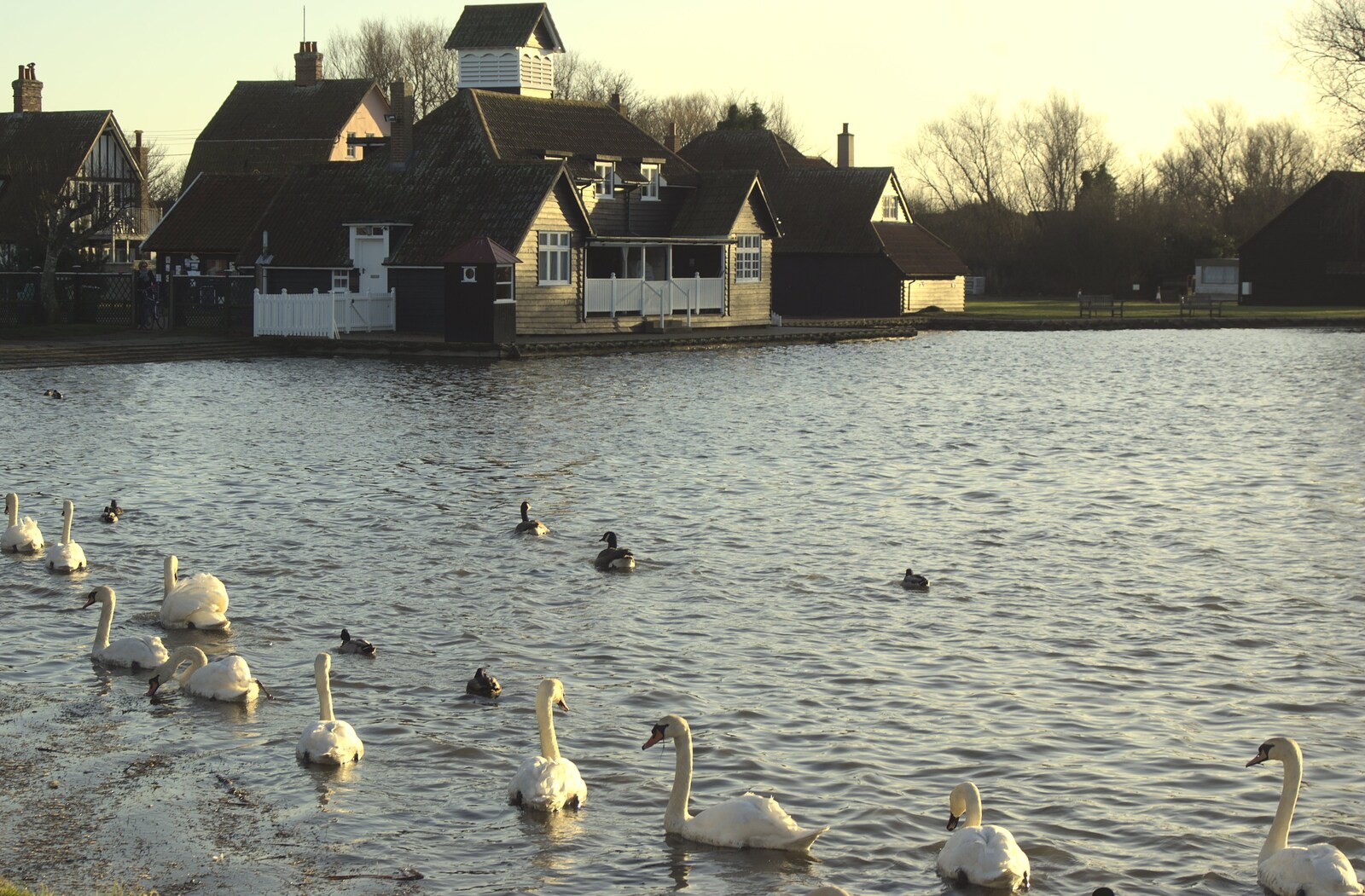 A Trip to Thorpeness, Suffolk - 9th January 2011: A procession of swans