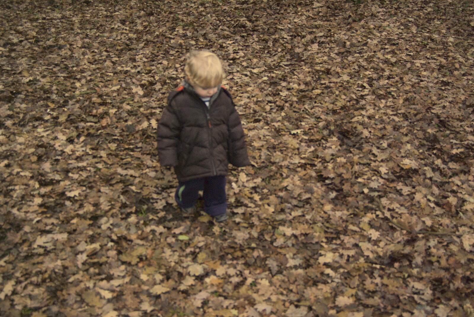 Fred in a sea of leaves from Thornham Walks, and a Swiss Fondue, Thornham and Cambridge - 23rd January 2011