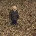 Fred in a sea of leaves, Thornham Walks, and a Swiss Fondue, Thornham and Cambridge - 23rd January 2011