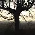 A small oak tree, Thornham Walks, and a Swiss Fondue, Thornham and Cambridge - 23rd January 2011