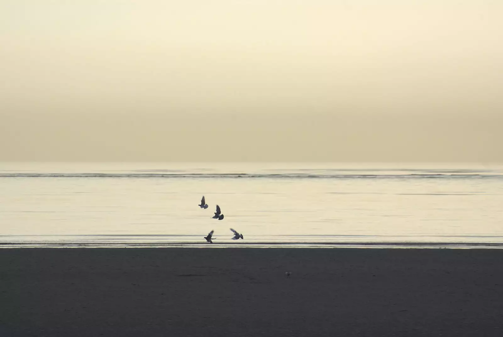 Birds take to the air over Dublin Bay, from A Week in Monkstown, County Dublin, Ireland - 1st March 2011