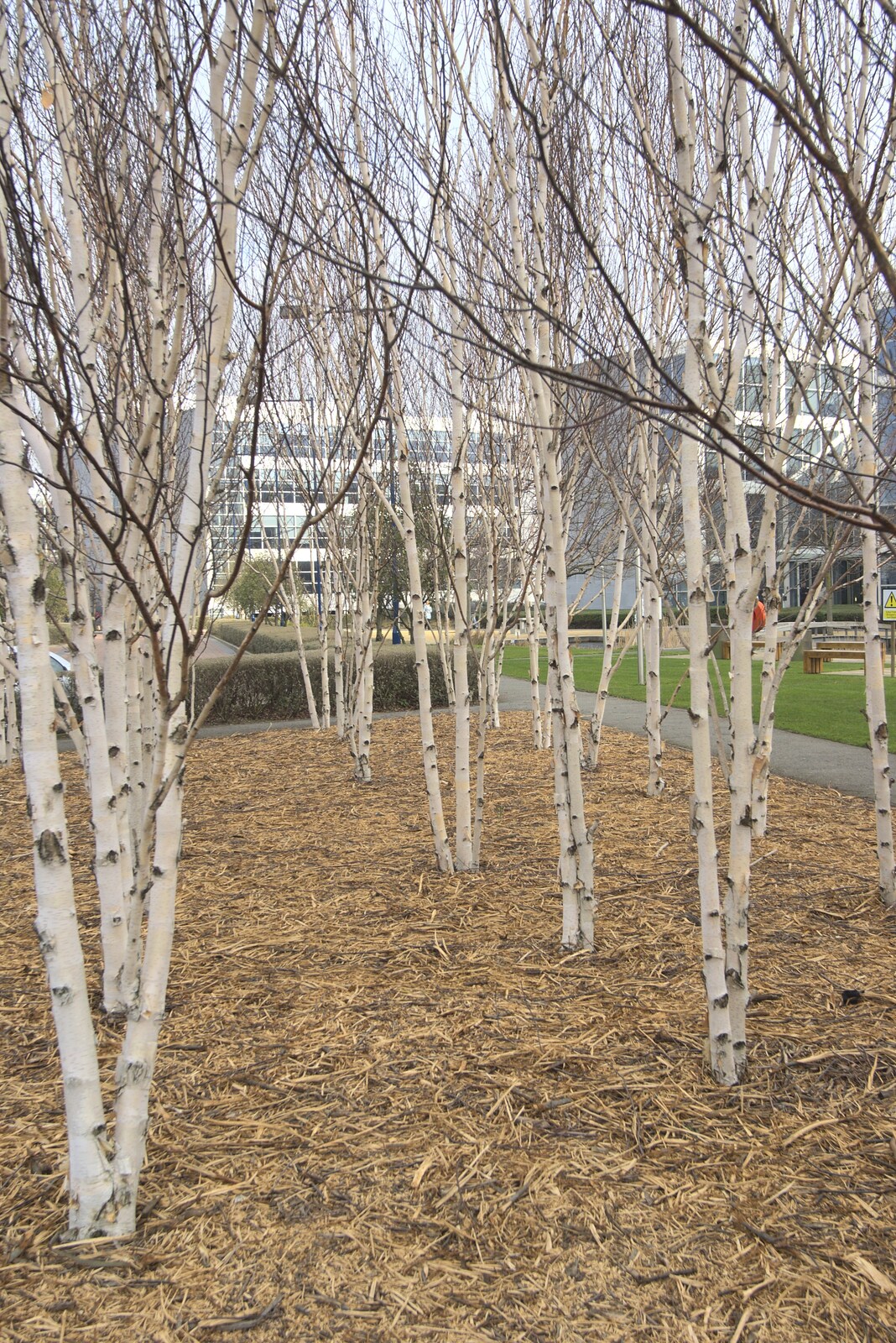 Bare Silver Birch trees from A Week in Monkstown, County Dublin, Ireland - 1st March 2011