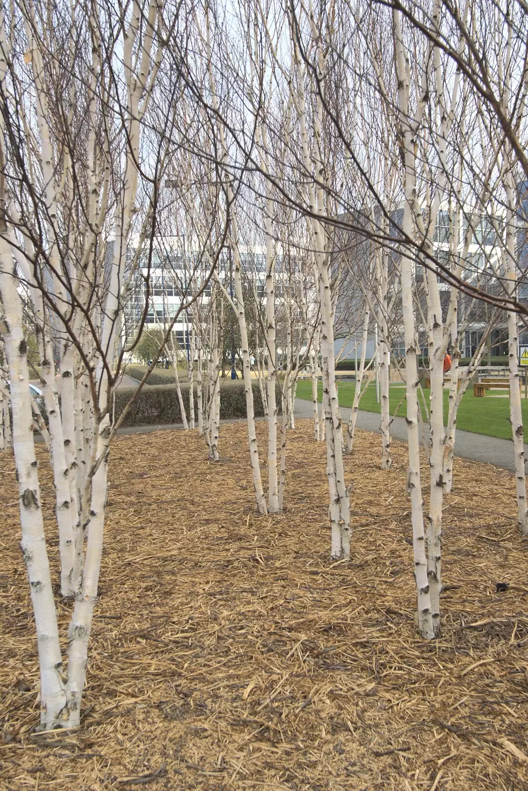 Bare Silver Birch trees, from A Week in Monkstown, County Dublin, Ireland - 1st March 2011