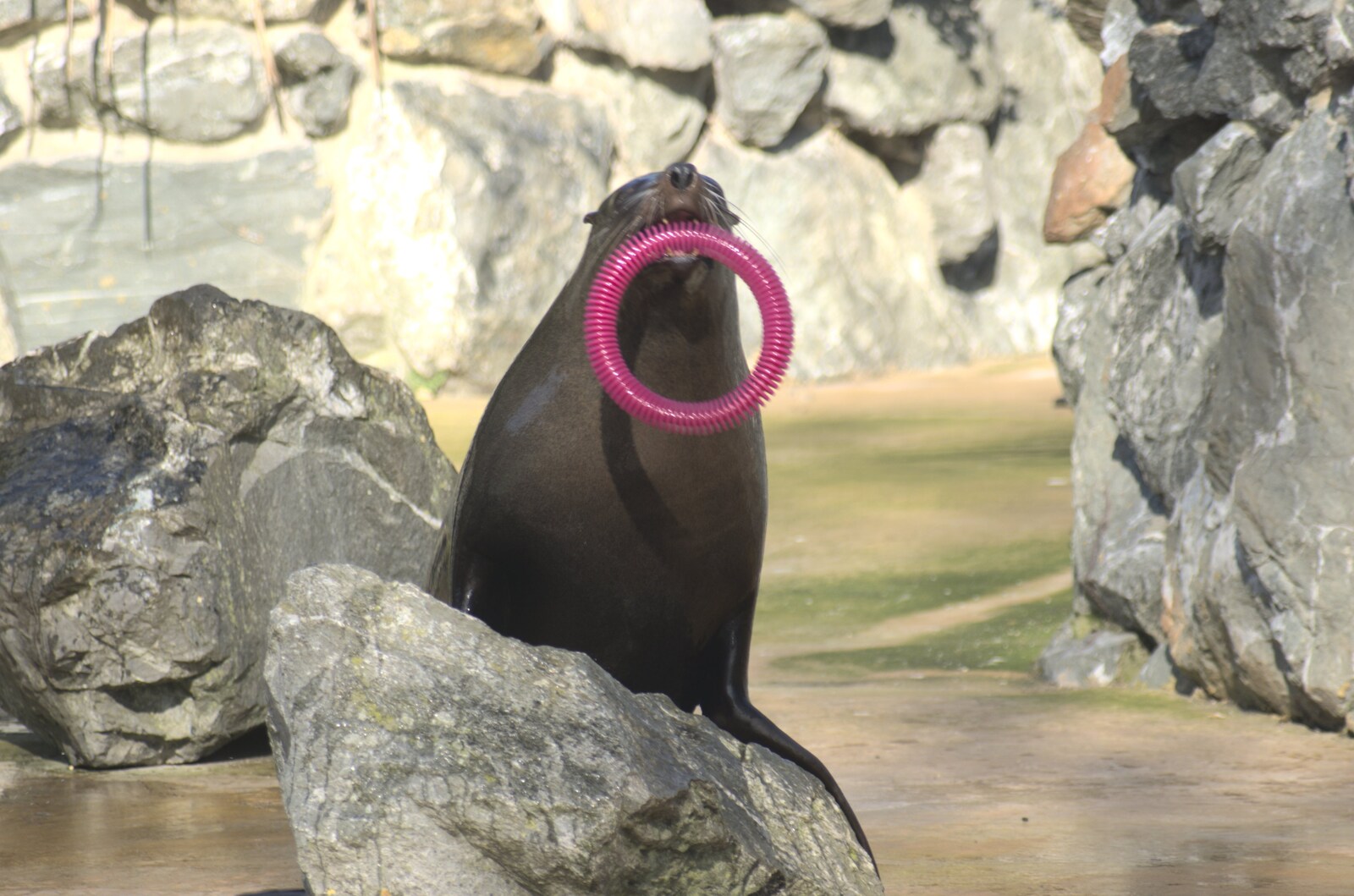 A sealion with a plastic ring toy from A Day At Banham Zoo, Norfolk - 7th March 2011