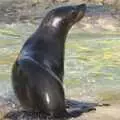 A shiny sea lion, A Day At Banham Zoo, Norfolk - 7th March 2011