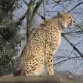 A cheetah looks out over the zoo, A Day At Banham Zoo, Norfolk - 7th March 2011