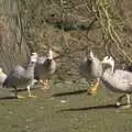 Some geese honk around, A Day At Banham Zoo, Norfolk - 7th March 2011