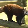 The red panda climbs down its pole, A Day At Banham Zoo, Norfolk - 7th March 2011