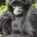 A chimp sits around, A Day At Banham Zoo, Norfolk - 7th March 2011