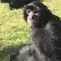 A chimp stares, A Day At Banham Zoo, Norfolk - 7th March 2011