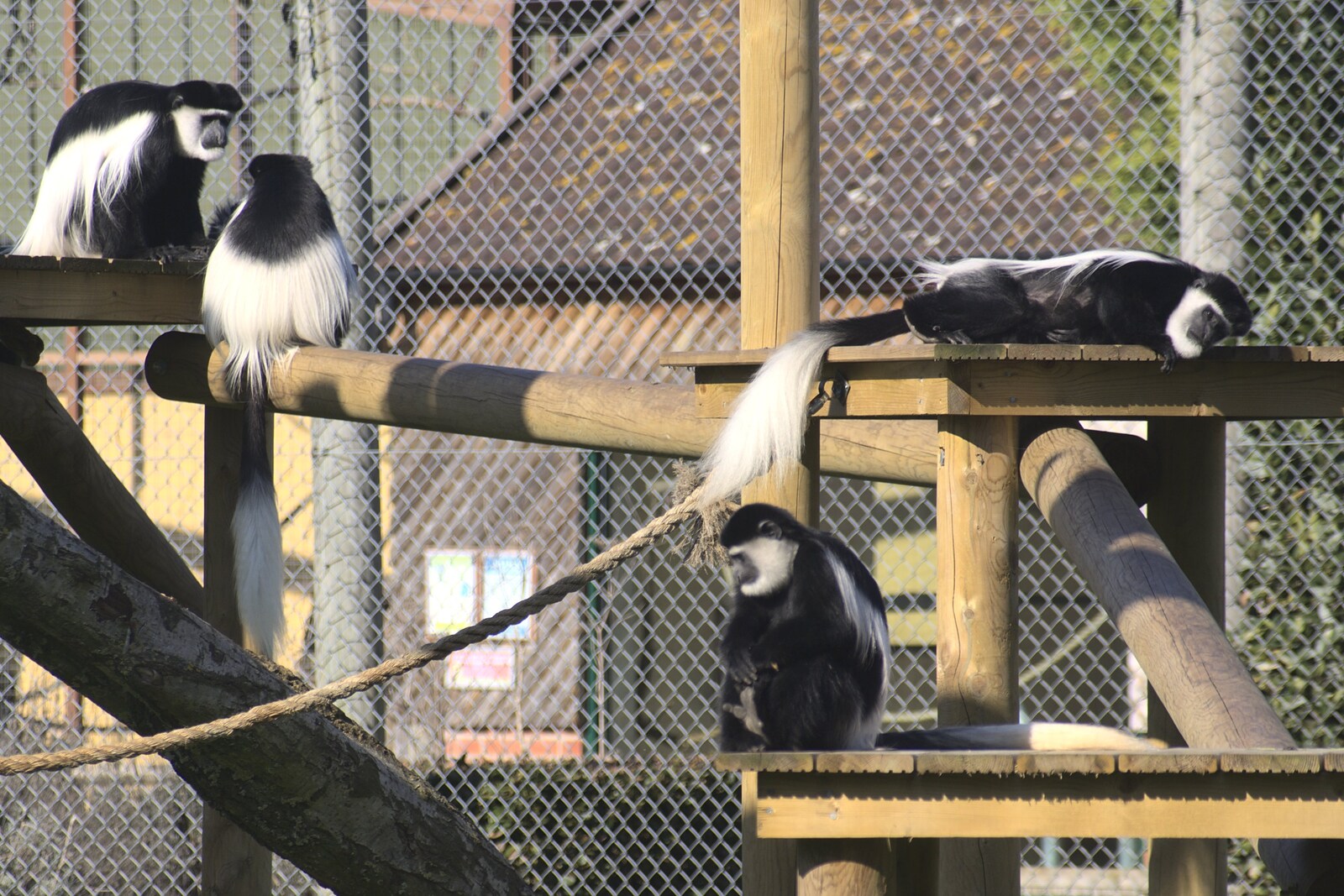 The colobus monkeys are doing their thing from A Day At Banham Zoo, Norfolk - 7th March 2011