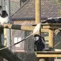 The colobus monkeys are doing their thing, A Day At Banham Zoo, Norfolk - 7th March 2011