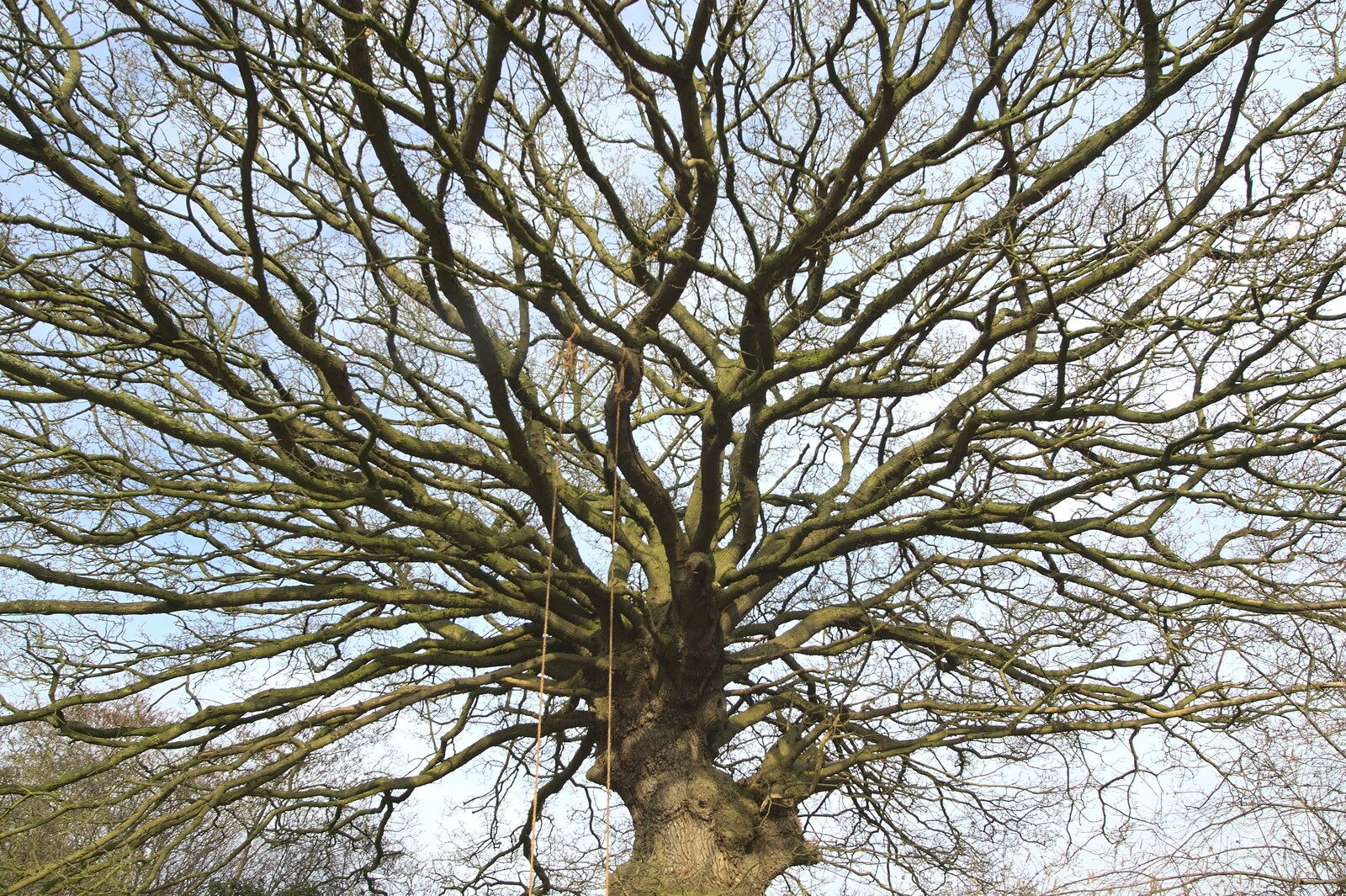 The impressive branches of the swinging tree from Oak's First Birthday, Thrandeston, Suffolk - 12th March 2011