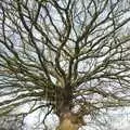 The impressive branches of the swinging tree, Oak's First Birthday, Thrandeston, Suffolk - 12th March 2011