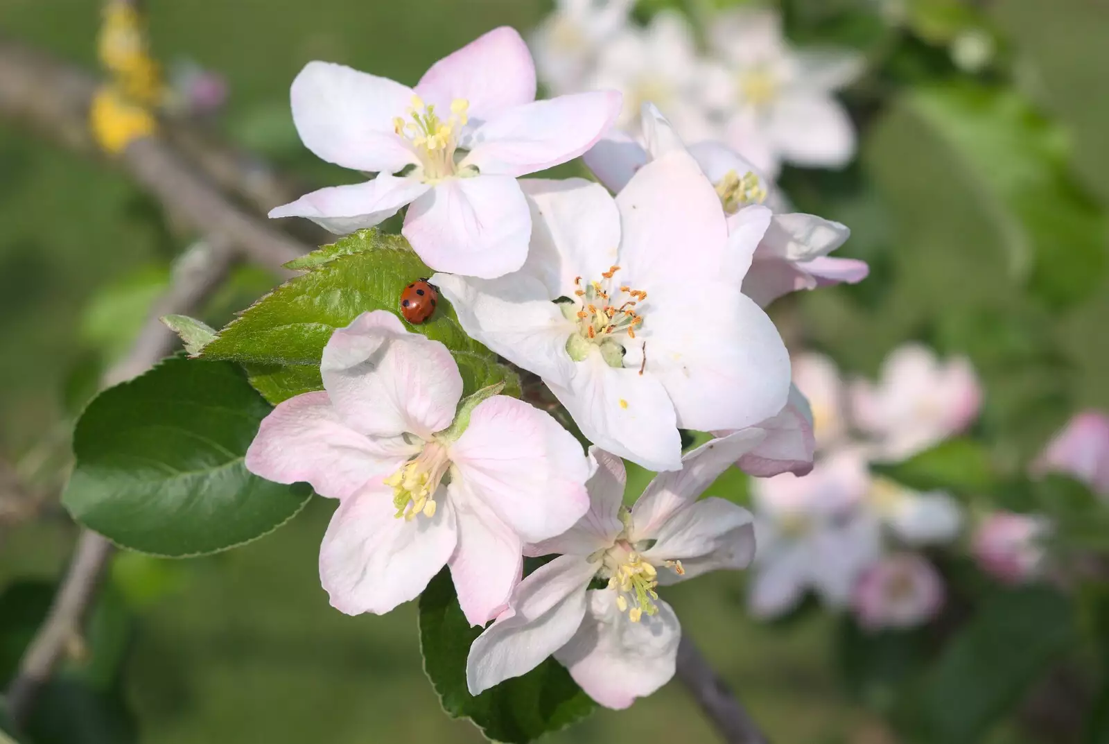 Apple blossom and a ladybird, from Bubbles and Macro Fun, Brome, Suffolk - 17th April 2011