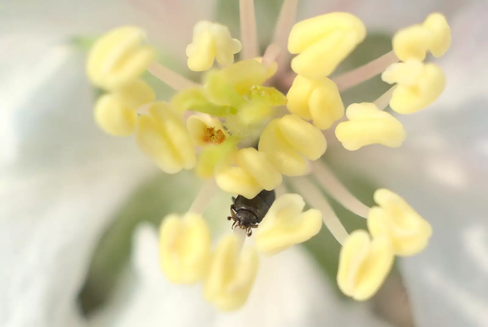 A tiny beetle suddenly appears from the stamens of a blossom, from Bubbles and Macro Fun, Brome, Suffolk - 17th April 2011