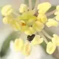 A tiny beetle suddenly appears from the stamens of a blossom, Bubbles and Macro Fun, Brome, Suffolk - 17th April 2011