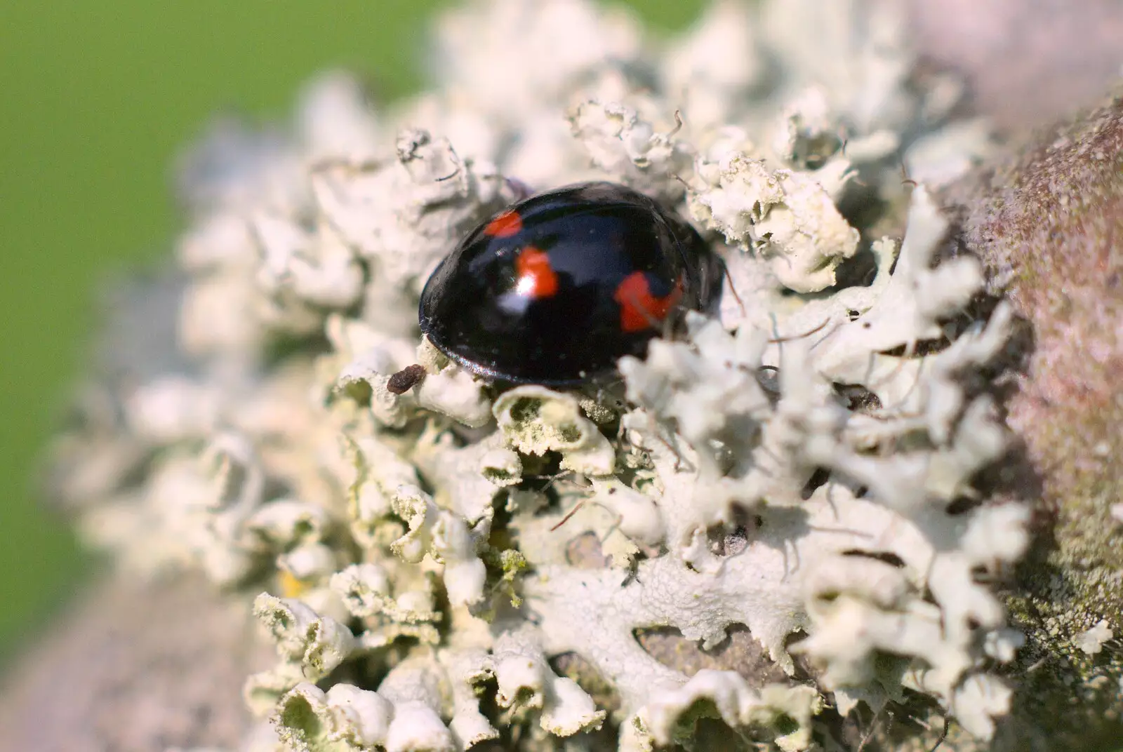 A black ladybird with red spots, from Bubbles and Macro Fun, Brome, Suffolk - 17th April 2011