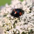 A black ladybird with red spots, Bubbles and Macro Fun, Brome, Suffolk - 17th April 2011