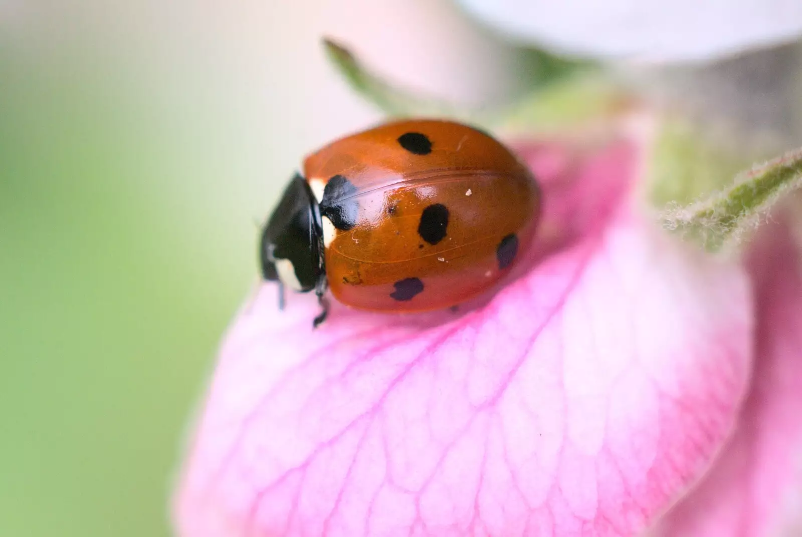 Spotty ladybird, from Bubbles and Macro Fun, Brome, Suffolk - 17th April 2011