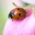 Spotty ladybird, Bubbles and Macro Fun, Brome, Suffolk - 17th April 2011