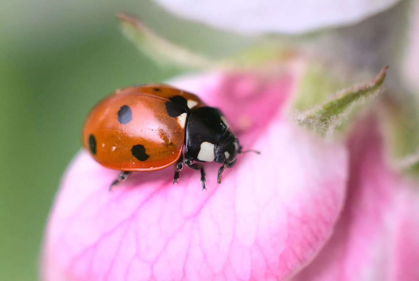 A ladybird pootles about, from Bubbles and Macro Fun, Brome, Suffolk - 17th April 2011